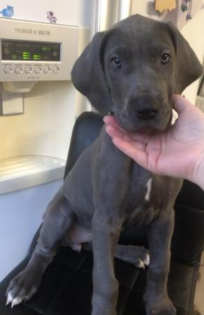 Image 26 of 3 GIRLS LEFT! 12 Solid Blue Great Dane Puppies