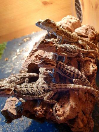 Image 4 of Baby bearded dragons ready now