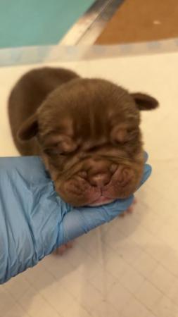 Image 13 of Olde English pups for sale