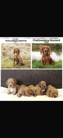Image 5 of FTCH sired red cocker spaniel puppies