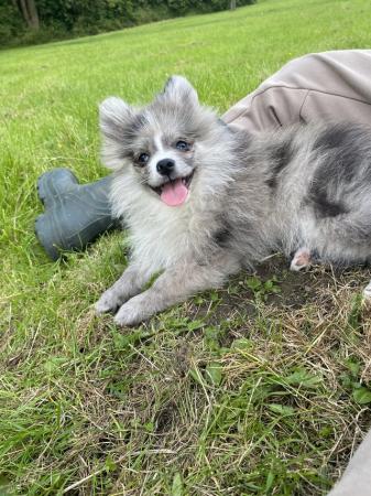 Image 11 of Beautiful Pomeranian Merle Boy