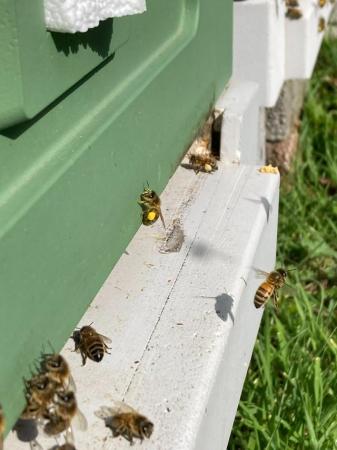 Image 11 of 6 Frame National Nuc of Bees For Spring 2024