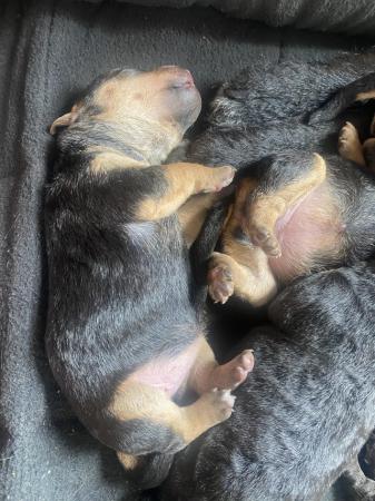 Image 8 of Exceptional patterdale x Lakeland pups