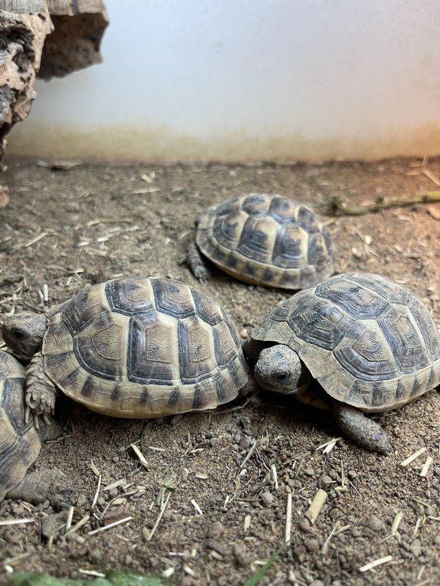 Preview of the first image of Baby Mediterranean Spur Thighed Tortoises At Urban Exptics.