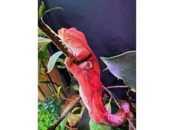 Image 2 of OMG RARE RED GECKO'S (1 Left)