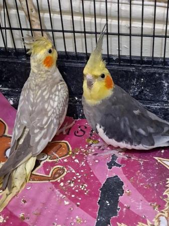 Image 4 of Young cockatiel hand tammed for sale