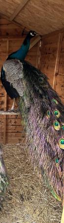 Image 2 of Male purple peafowl for sale..
