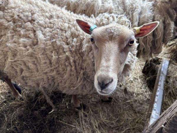 Image 2 of Fleec/fibre sheep, GFD, Shetland x