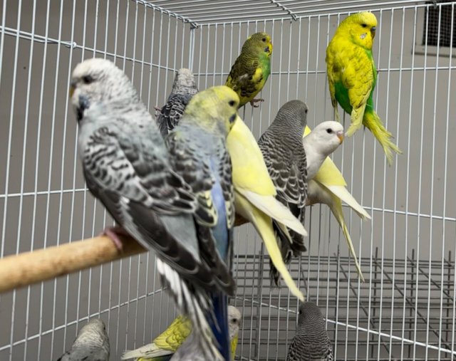 Preview of the first image of Beautiful Baby Budgies for sale.