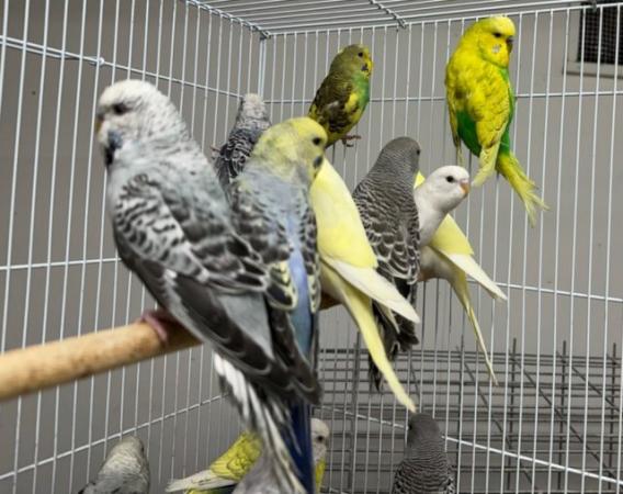 Image 1 of Beautiful Baby Budgies for sale