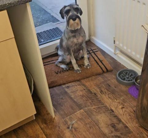 Image 3 of 8 MONTH OLD STANDARD SCHNAUZER