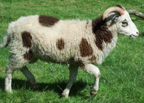 Image 1 of Soay female yearlings,now available