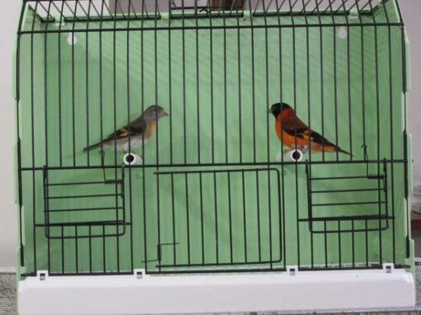 Image 3 of RED SISKINS FOR SALE LATE BRED 2022 BRED PAIR