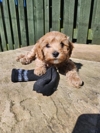 Image 24 of GORGEOUS COCKAPOO PUPPIES FOR SALE