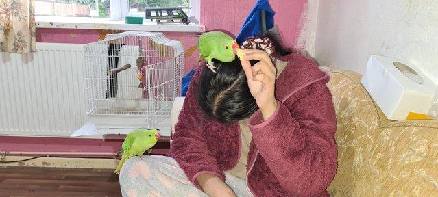 Image 10 of I have ringneck baby's for sale green colour