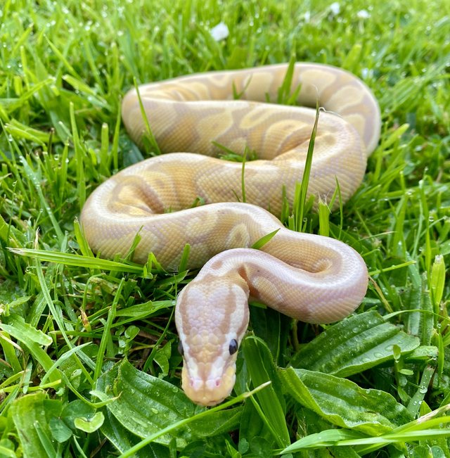 Preview of the first image of Pastel Yellow Belly Banana (Het Clown) Male Royal Python.