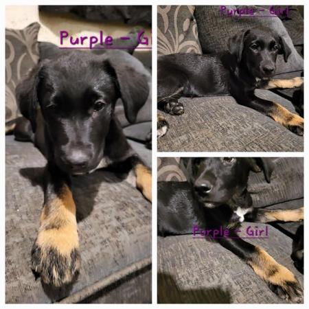 Image 6 of F2 Borador Puppies - Worcester. Available now