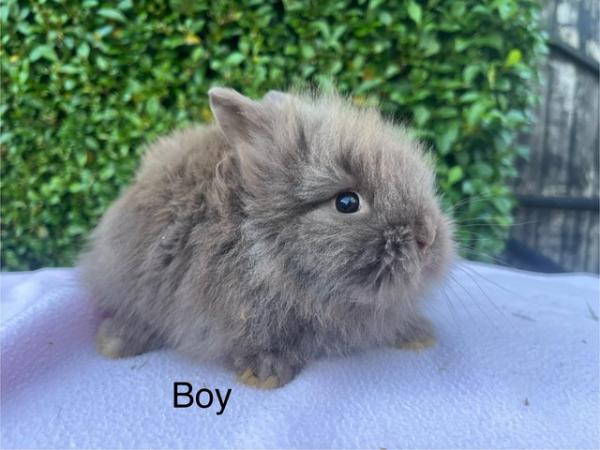 Image 4 of Mini double maned lionhead and mini lops available