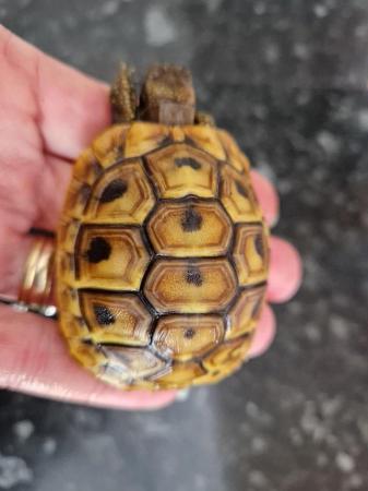 Image 6 of Hermanns baby tortoises,stunning markings )Hatched May 2022