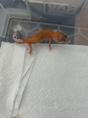 Image 4 of High end baby leopard geckos available