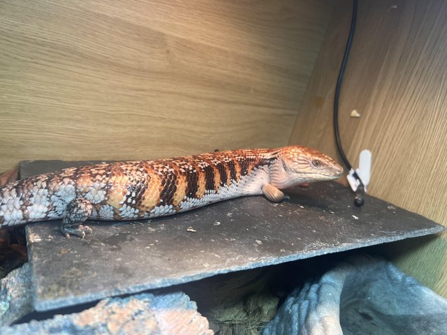 Preview of the first image of 1 year old northern blue-tongue skink.