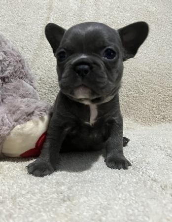 Image 2 of French bulldog puppies 3 left