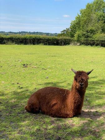 Image 2 of Beautiful light brown cria for sale
