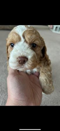 Image 10 of Lovely Cockerpoo puppies
