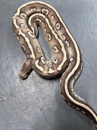 Image 1 of Male Super Phantom Poss Yellow Belly ball python