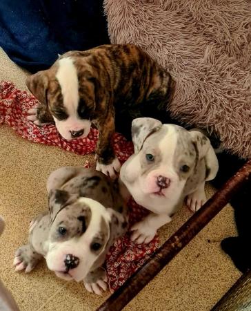 Image 1 of Chunky old tyme bulldogs