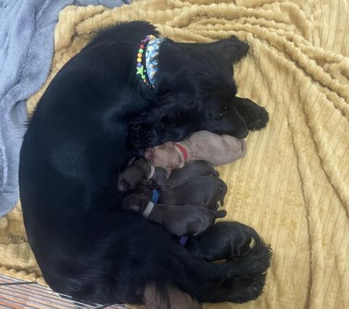 Image 3 of Ready to leave Cocker spaniel puppies