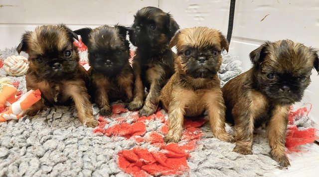 Preview of the first image of 5 week old Brussles griffons looking for homes when 10 weeks.