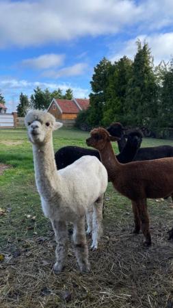 Image 3 of 4 Beautiful alpaca girls for sale