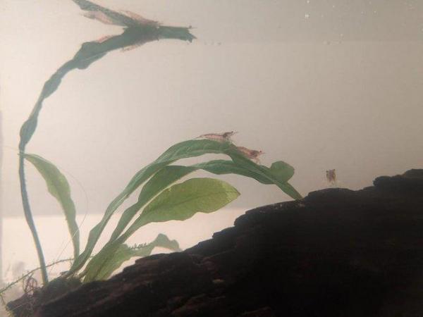 Image 3 of Nano Aquarium Fish Shrimp Tank