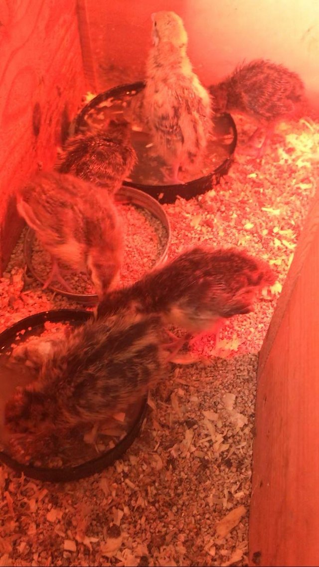 Preview of the first image of 4 week old quails for sale.