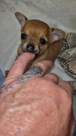 Image 23 of STUNNINGFemale Apple Head Chihuahua For Sale