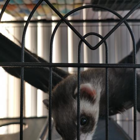 Image 4 of Male ferret looking for new home