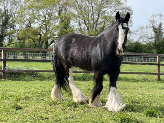 Preview of the first image of 15.3hh Irish Black Beauty Cob.