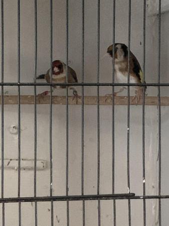 Image 5 of Two lovely finches . We have here