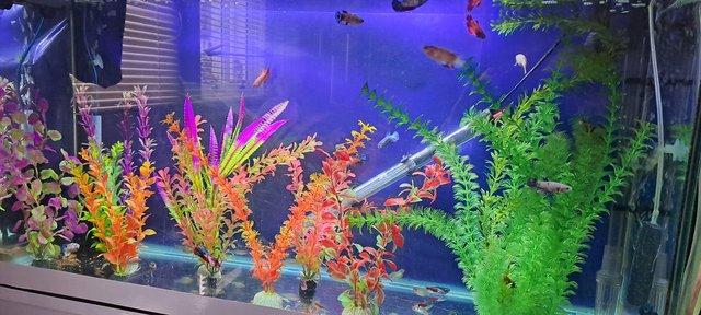 Image 1 of Tank full of tropical fish