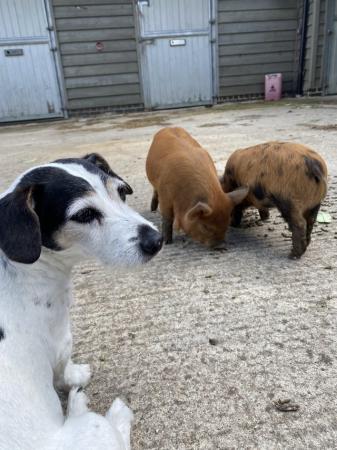 Image 2 of Kune Kune Piglets For Sale (Pets Only)