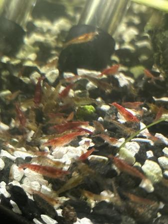 Image 2 of Little shrimp, cherry and green color, grow 3 centimeters um