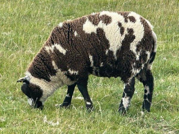 Image 3 of Fully Registered Pedigree Dutch Spotted Ram Lamb