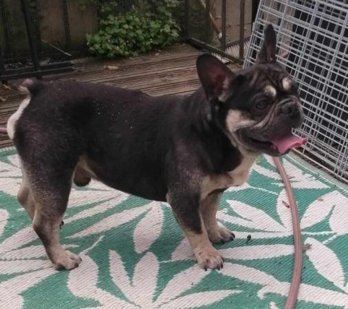 Image 5 of Black and Tan french Bulldog For Sale