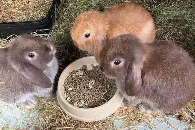 Image 6 of MINI LOP BUNNIES / 5 STAR HOMES ONLY