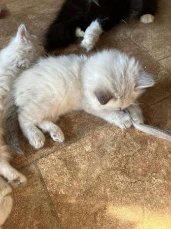 Image 4 of Pure ragdoll kittens. Ready to leave in 3 weeks