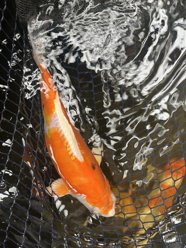 Preview of the first image of Koi Carp 8”-11” For Sale POND CLEARANCE.