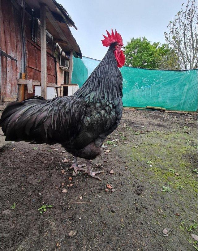 Preview of the first image of A beautiful young cockerel for sale.