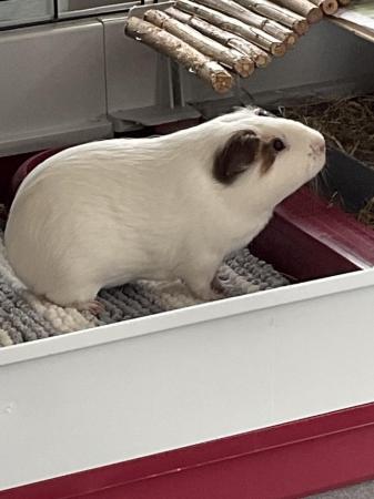 Image 3 of 2 adorable female guinea pigs for sale