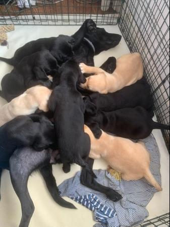 Image 9 of KC Registered Health Tested Parents Labrador Puppies
